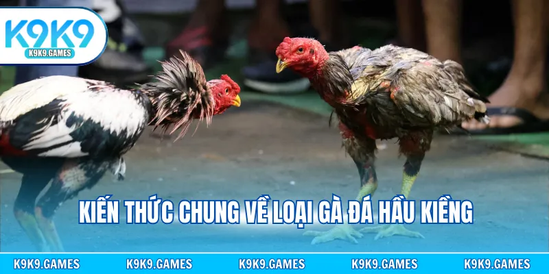 Kiến thức chung về loại gà đá hầu kiềng